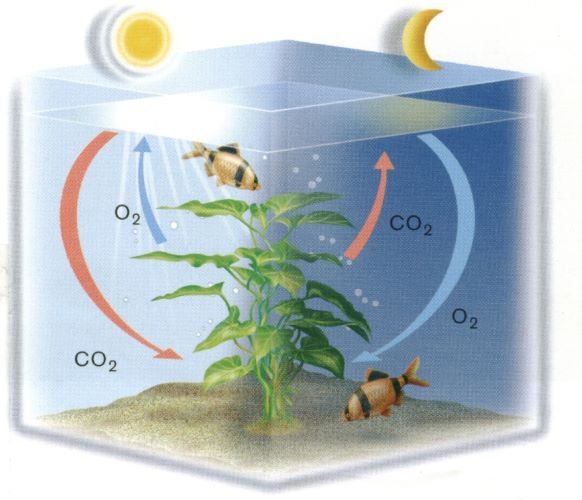 Schéma de la photosynthèse en aquarium.