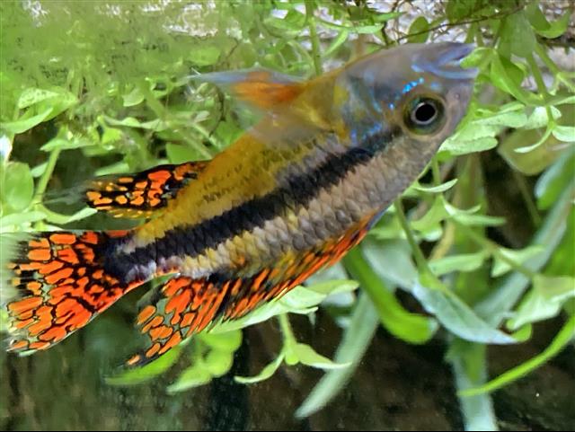 Apistogramma cacatuoïdes mâle