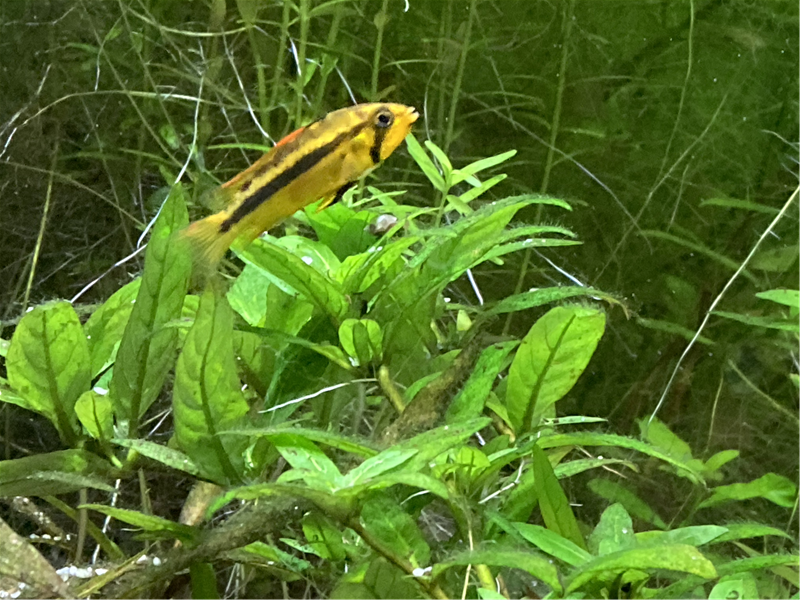 Apistogramma femelle