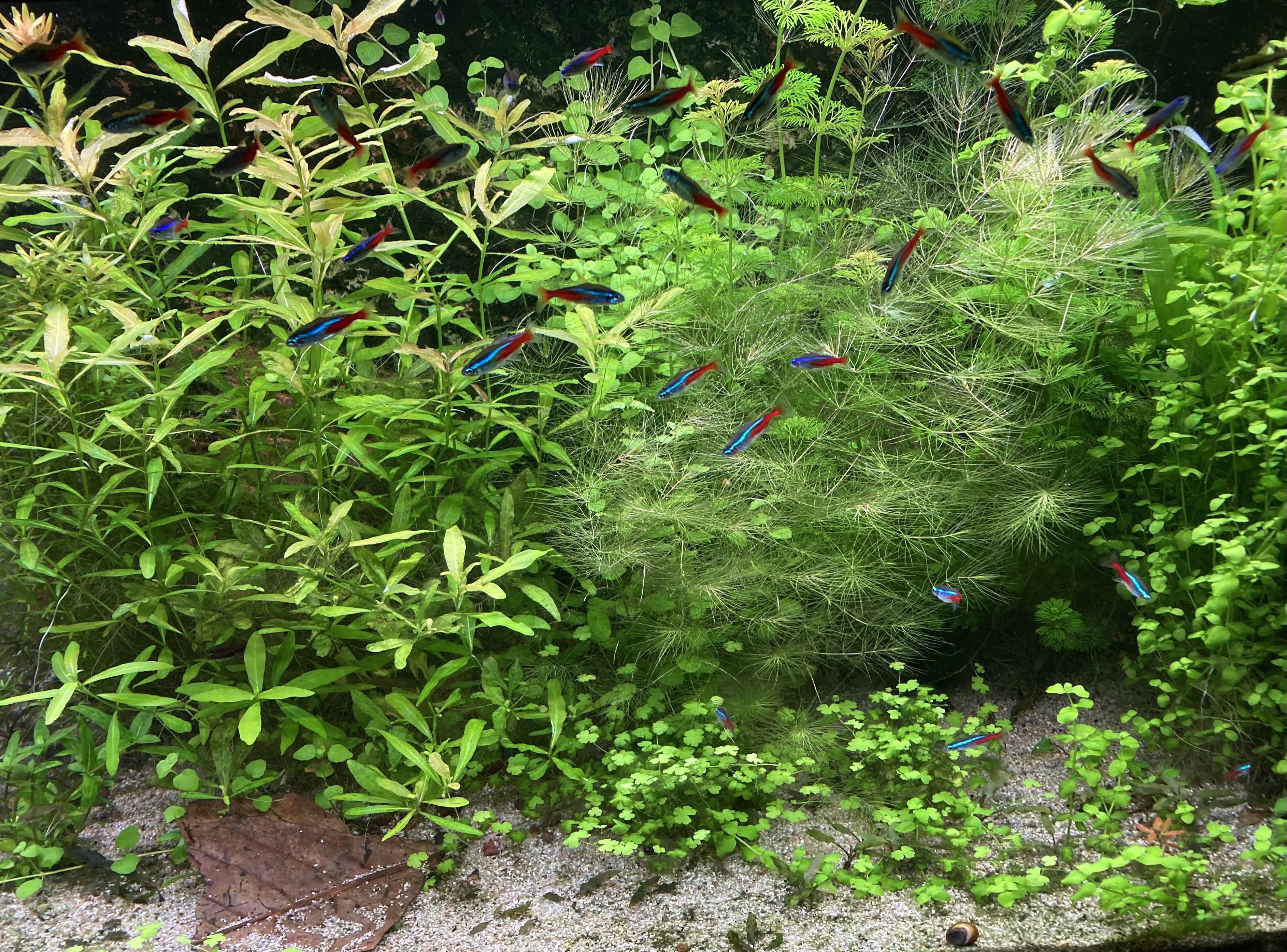 Une vue de face de mon aquarium.