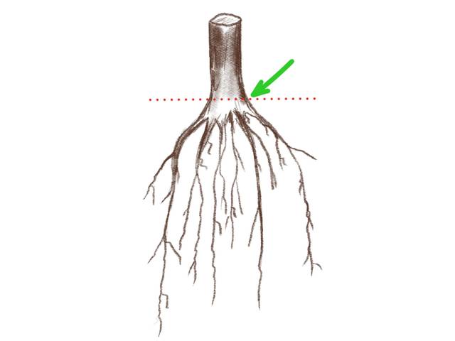 Collet d'une plante.