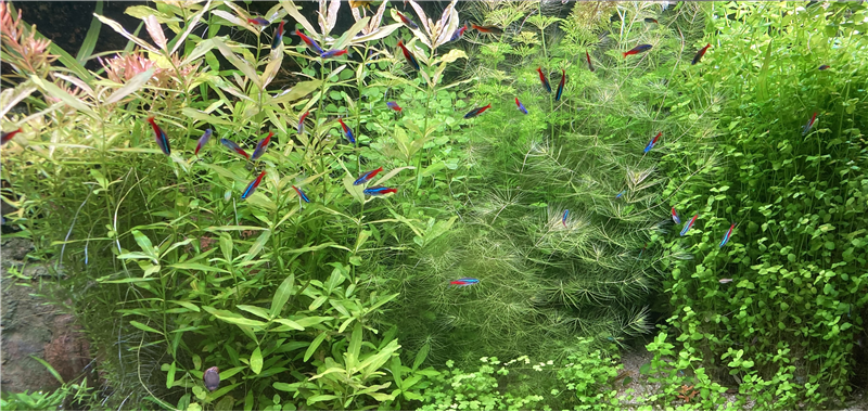 Vue de face de mon aquarium