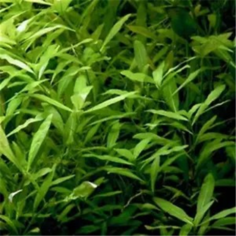 hygrophila polysperma